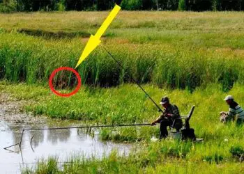 Brothers Are Fishing Quietly – If This Hadn’t Been Filmed, No One Would’ve Believed It!