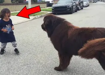 Boy Yells At Dog – Pay Close Attention To The Dog’s Reaction