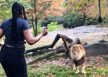 Lion Sees Caretaker Again After 8 Years – Pay Close Attention To His Reaction!