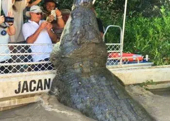 Crocodile Surprises Tourists, But Then They Discover The Sad Reason