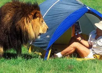 Man Gets Surprised By Lion – What Happens Next Is Incredible!