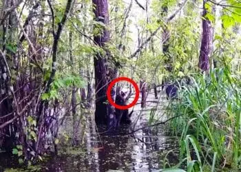 If This Incredible Discovery Hadn’t Been Filmed, No One Would Have Believed It!