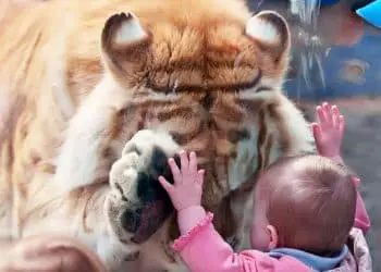 Tiger Keeps Bowing When He Sees This Kid – Then They Discover the Sad Reason