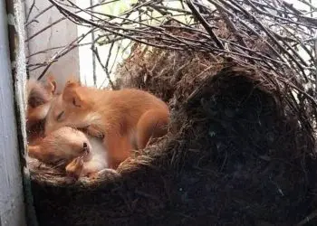 Woman Discovers Squirrels in Window – When She Looks Closer She Immediately Calls the Police!